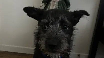 My new roommate might kill my dog??