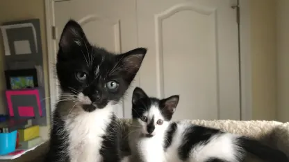 I need some help with this