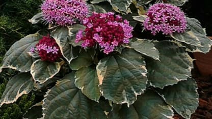 Planing a garden for Barney