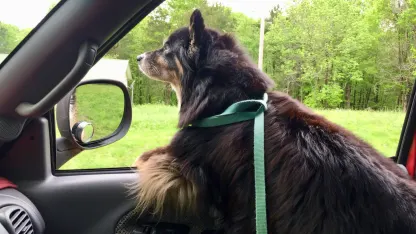 Sleep well, sweet Gypsy