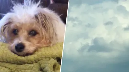 A goodbye to a 14 year furry friend