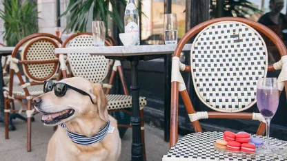 Taking dogs to a patio restaurant or bar: