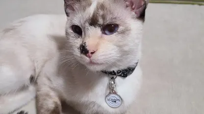 New kitty needs a name