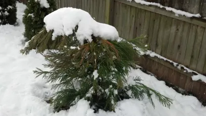 Meh,It's my fault that we're gonna get this snow storm.