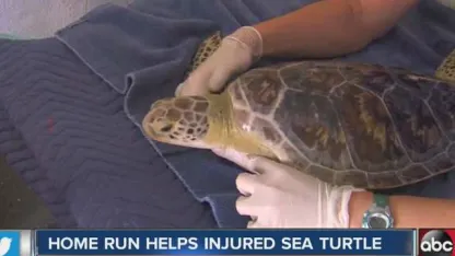 Turtle hits home run