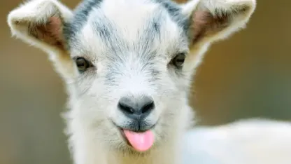 What's goat you down? (September 2021 Scapegoat Blame Thread)