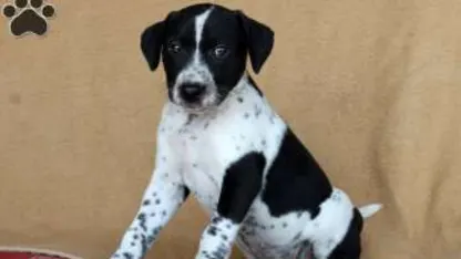 Help, I need somebody