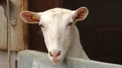 Dog Goat, Dai One 🐾