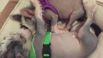 Raising two puppies: total insanity or just mild lunacy?