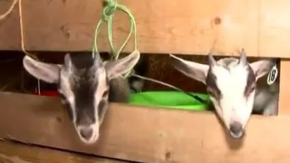 Ohio couple told again to get rid of 'support' goats