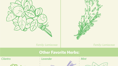 Favorite Herb: