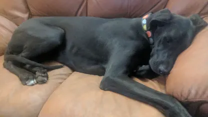 Can puppy pics make you better at your job?