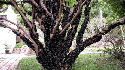 Fruit Tree of the Day: Jaboticaba