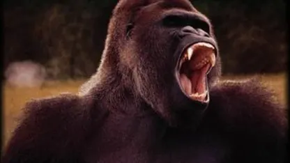 What animal are you most afraid of?