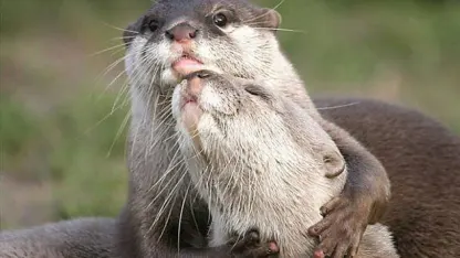 Pet Sitting Rant and Pricing Question