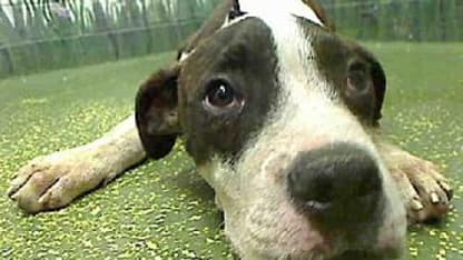 Ruff Ruff Motherf**kers