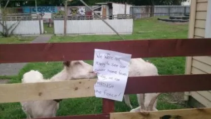 You know what we're missing... Goat Shaming