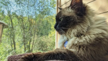 I'm getting a new pet soon!