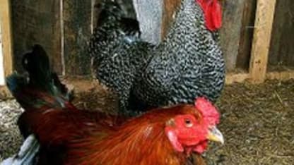 Microsoft is gonna try to steal ANSI Chickens now