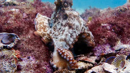 Welcome to Octlantis.