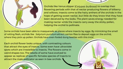 Visitors are coming. How will you deceive them?