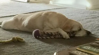 A lazy Saturday afternoon