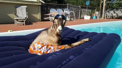 Float Your Goat (July 2020 scapegoat blame thread)