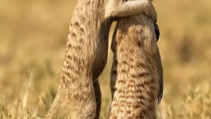 meh comforted me today