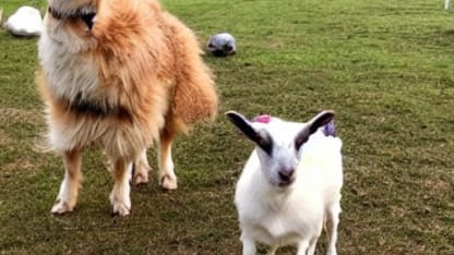 Congrats to @charliedoggo