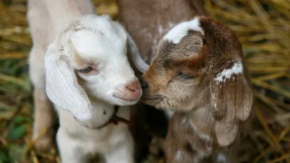 Hey, Mr. February Goat, use your powers for good!!