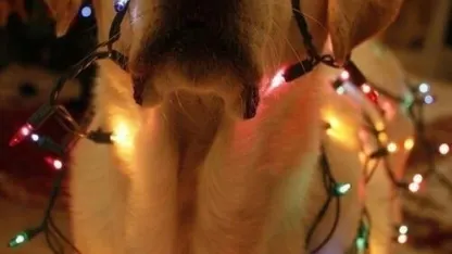 Dogs Rule. 'Nuff Said.