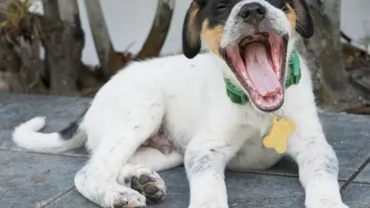 August Meh items wish list