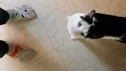 Pet(s) of the Day - August 31st, 2018