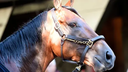 American Pharoah Farewell