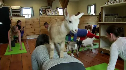Yoga for Goats?