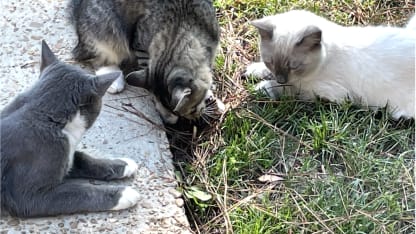 In memory of two kitties who died before their time.