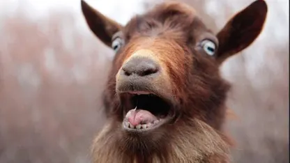 Goat Day #15: We Are Maaaaaaaa
