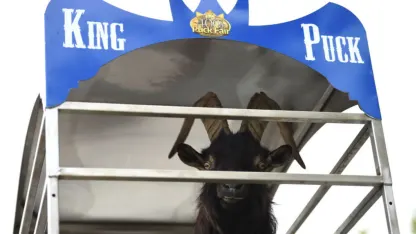 A Goat Reigns Supreme