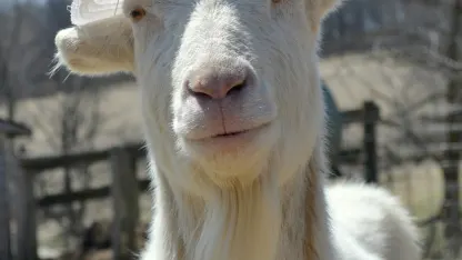 Scavenger hunt:: the hunt for the next goat