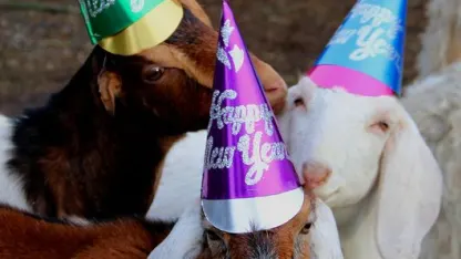 Quick, nobody post in @jst1ofknd's post.