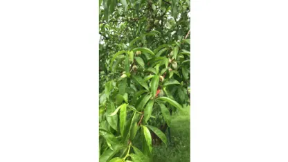 Morning Fruit Issues