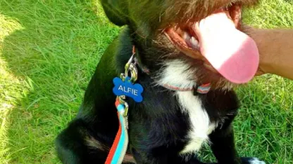 My wife now thinks I'd buy dog poop on Meh