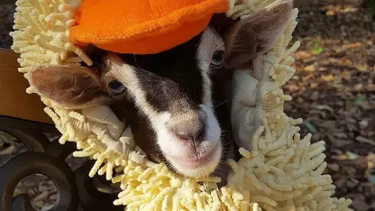 Liiiiiiiiiiccccchhhhhme!! (August 2018 Blame Thread)