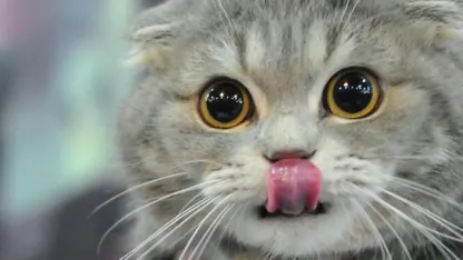 {VOTE} Last day of September GoaThood (unofficial) CONTEST give away