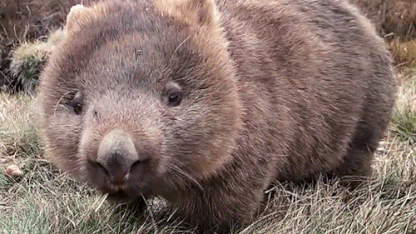 G'days of Our Lives: I'm Moving to Australia