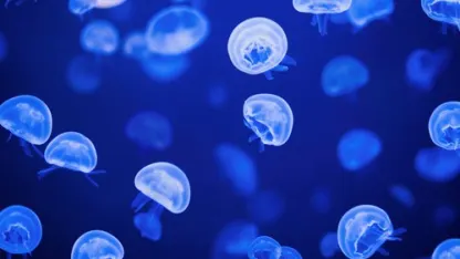 What do you call a group of Mehtizens?