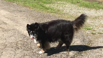 Galactic Goat checkin - April 25th "The Long Road Home"