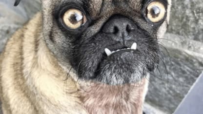 Low expectations week