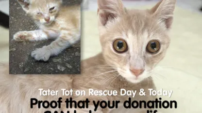 When did you first visit Meh?