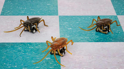 3-Pack: Racing Roaches